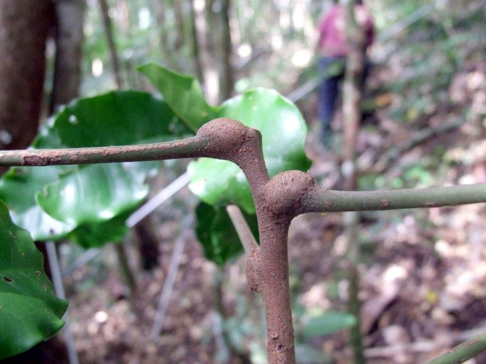 Dysoxylum macrostachyum bark
