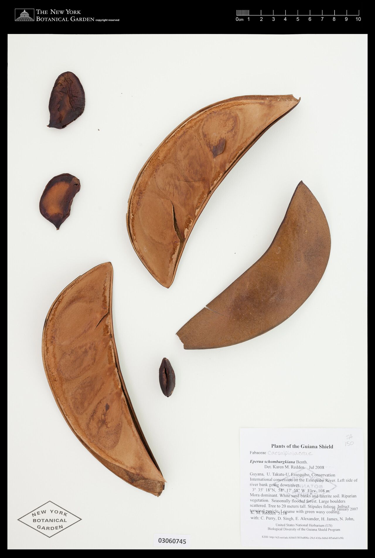 Eperua schomburgkiana fruit