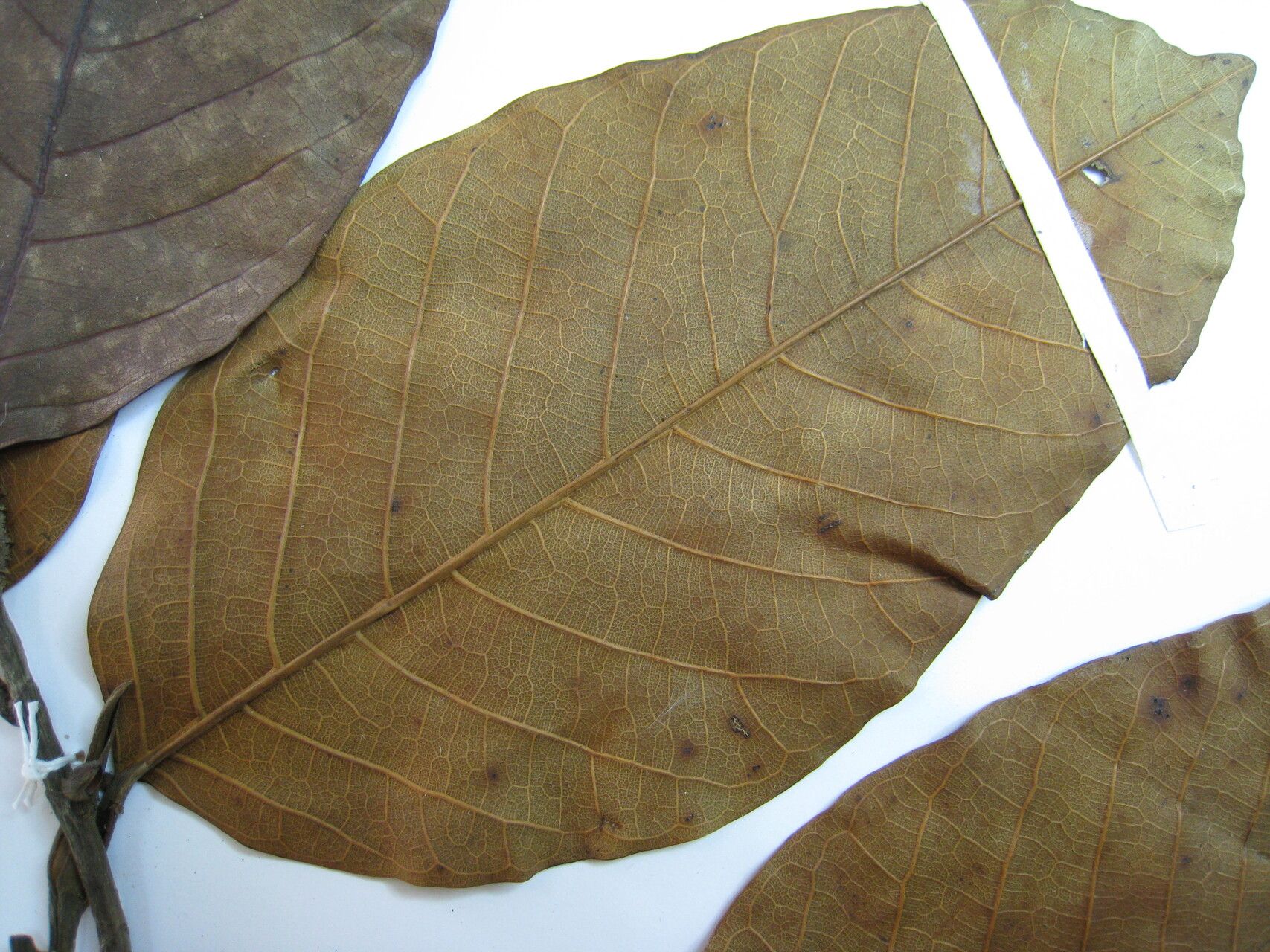 Brosimum utile other