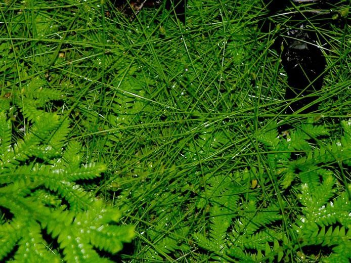 Eleocharis retroflexa habit