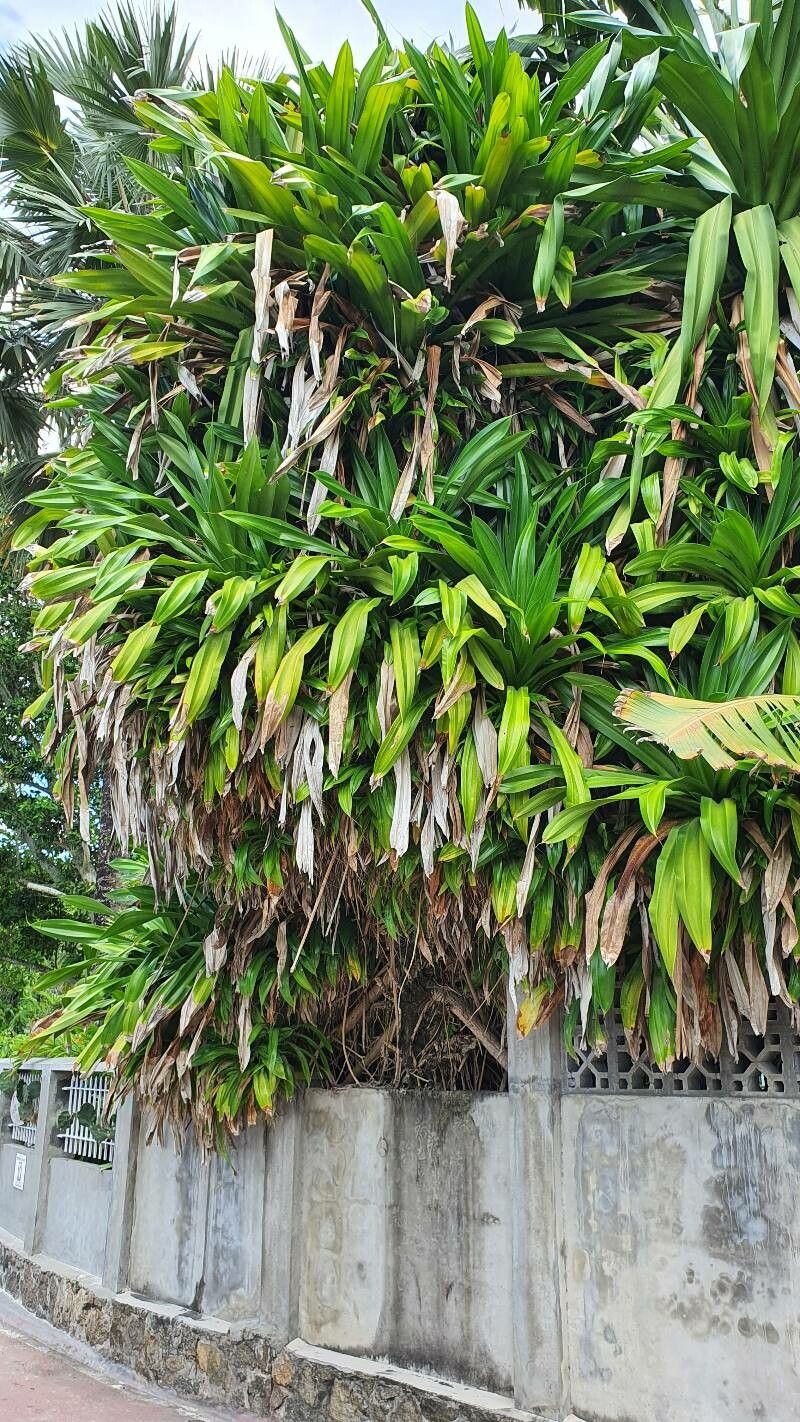 Pandanus dubius habit