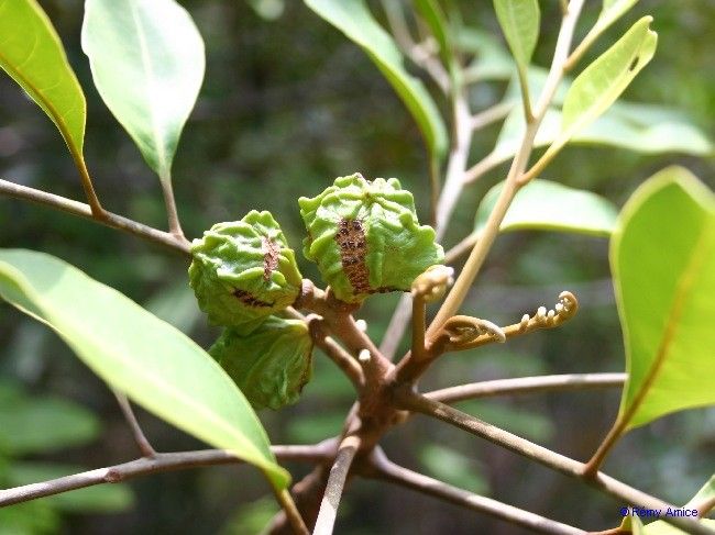 Dysoxylum minutiflorum fruit