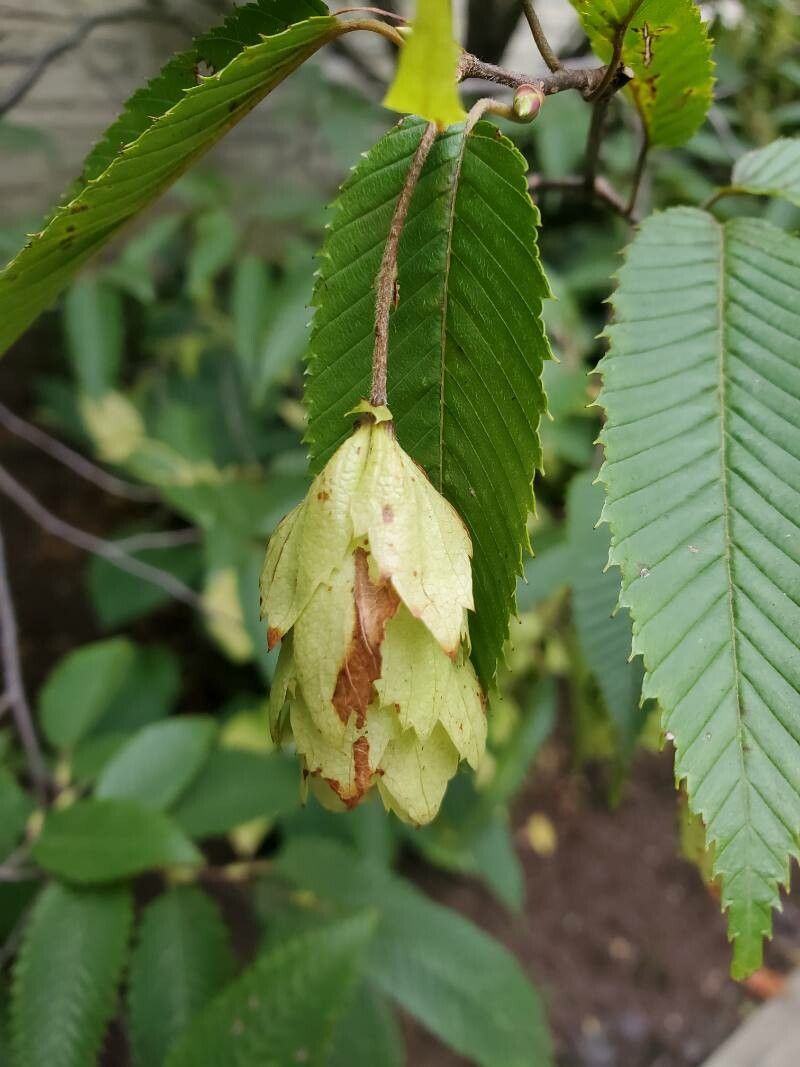 Carpinus japonica flower