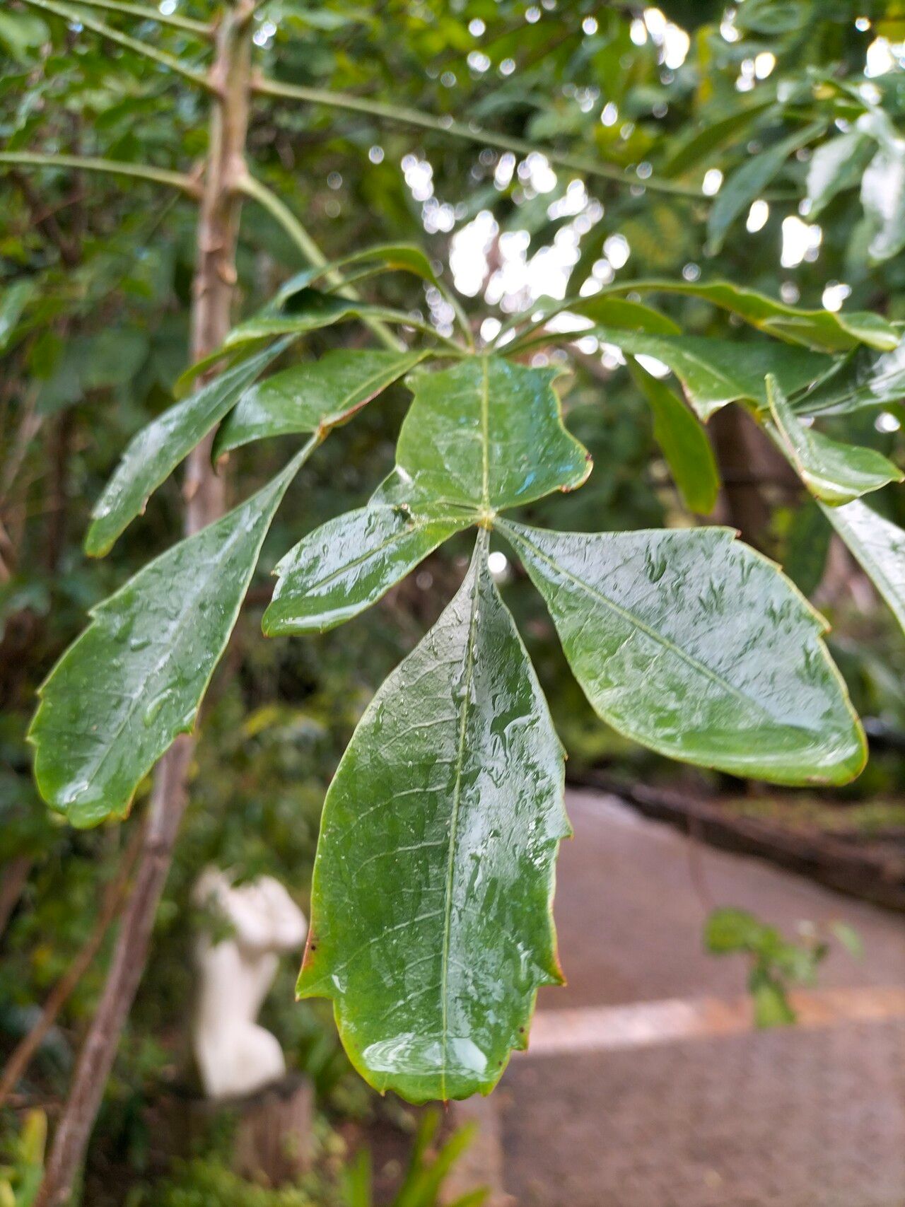 Cussonia nicholsonii — search result for 'Cussonia'