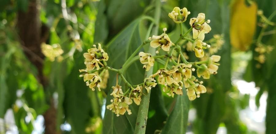 Bourreria succulenta flower