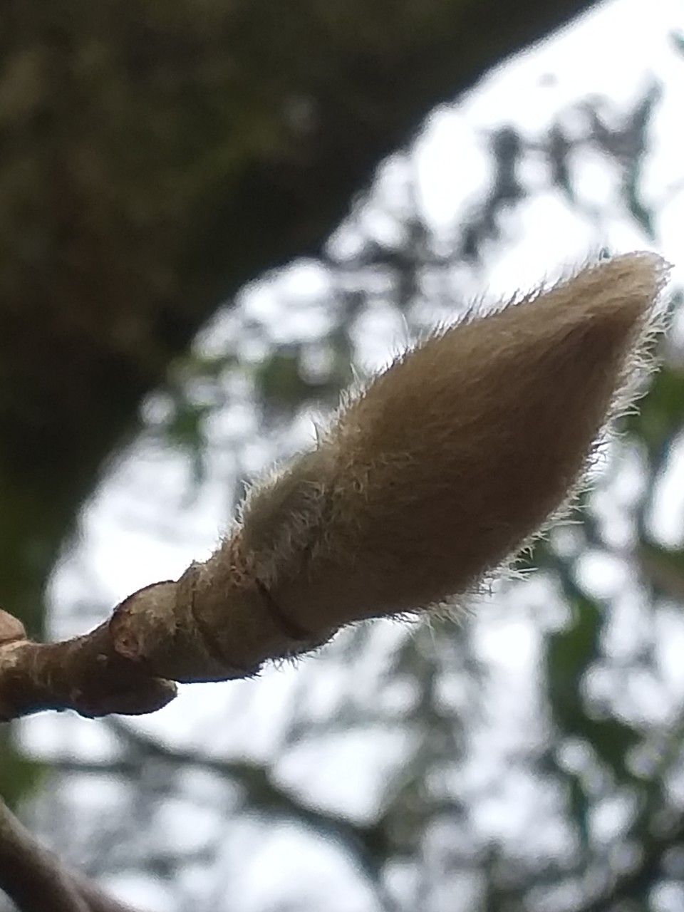 Magnolia × veitchii flower