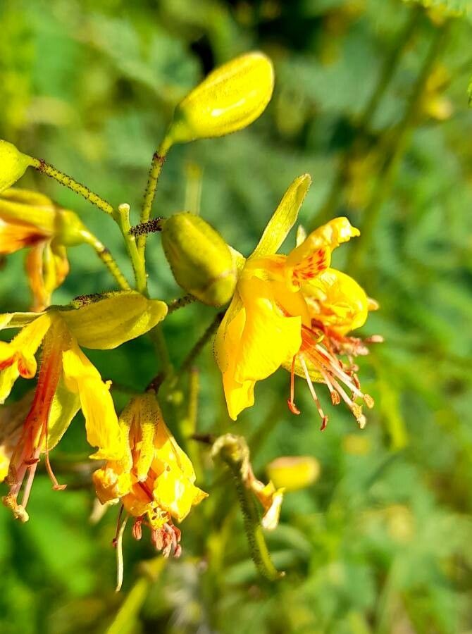 Caesalpinia mimosifolia flower