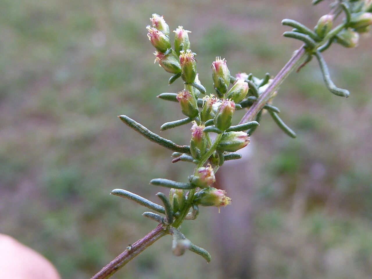 Artemisia campestris flower