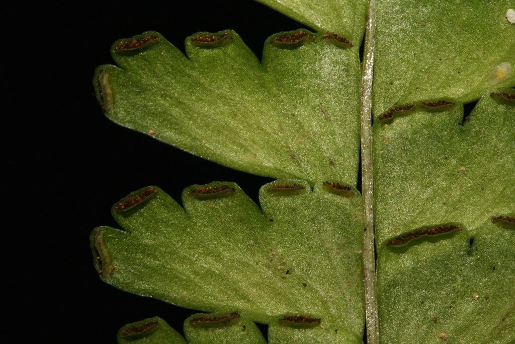 Lindsaea harveyi leaf