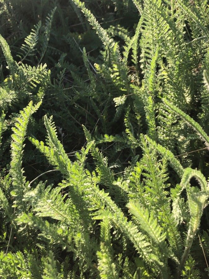 Achillea collina — search result for 'Achillea'