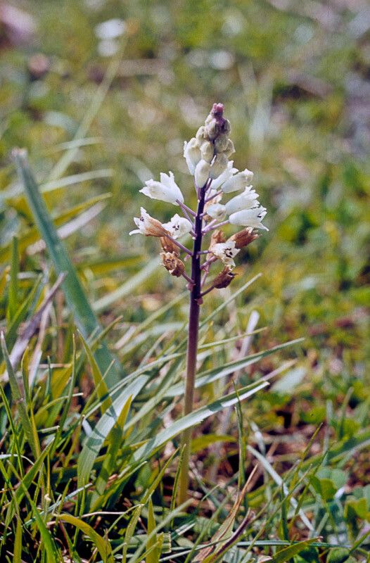 Bellevalia romana flower