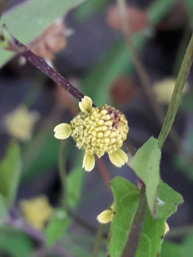 Acmella uliginosa flower