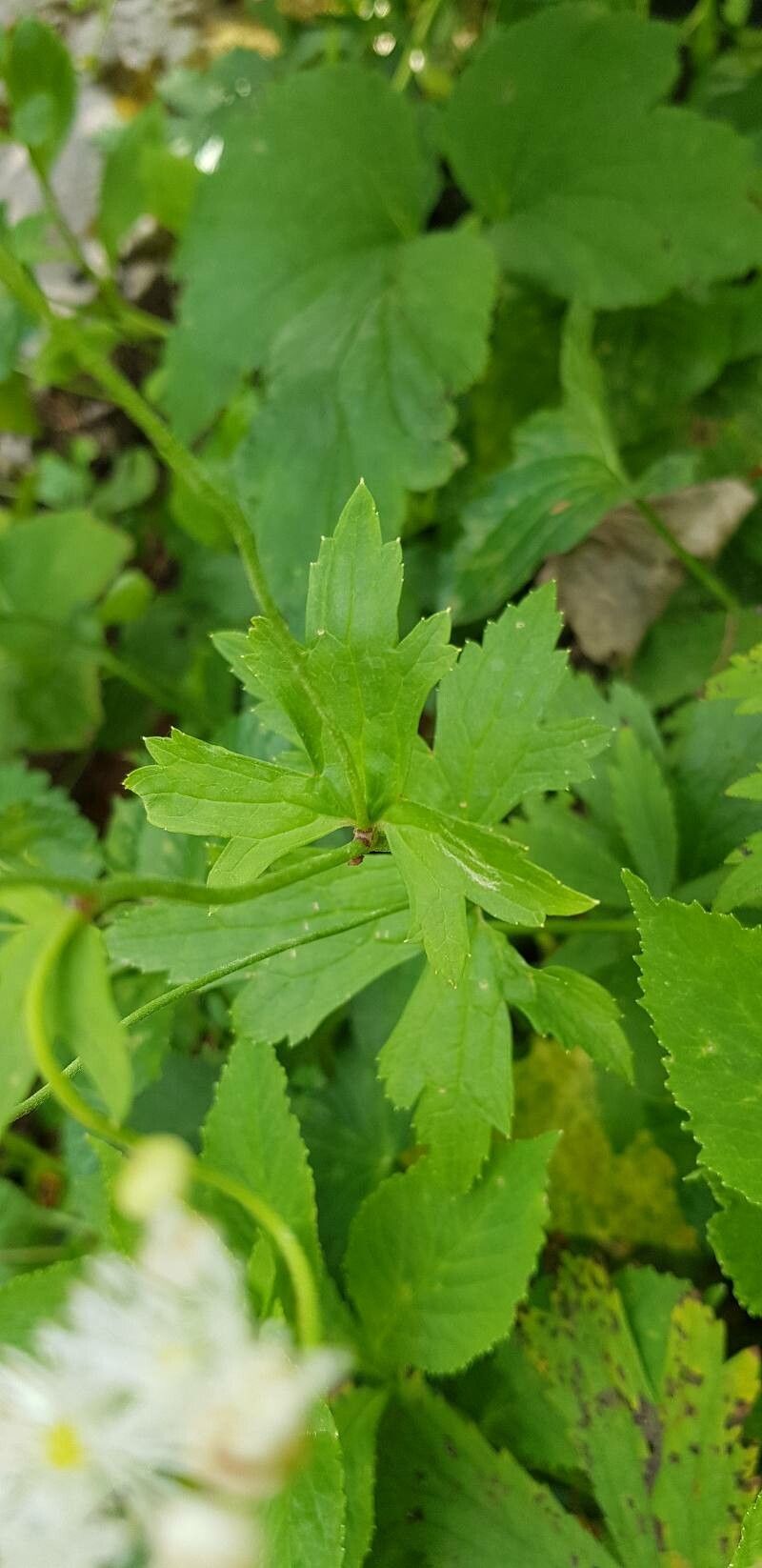 Trautvetteria caroliniensis — houseplant care guide