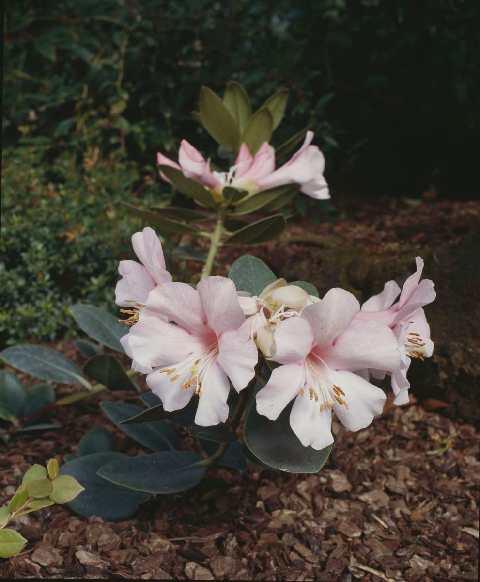 Rhododendron rubellum — houseplant care guide