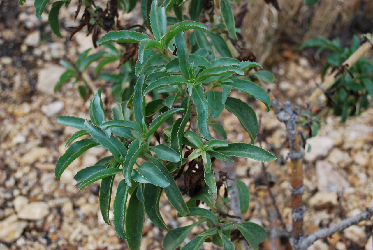 Penstemon spectabilis — search result for 'Penstemon'