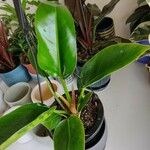 Philodendron martianum