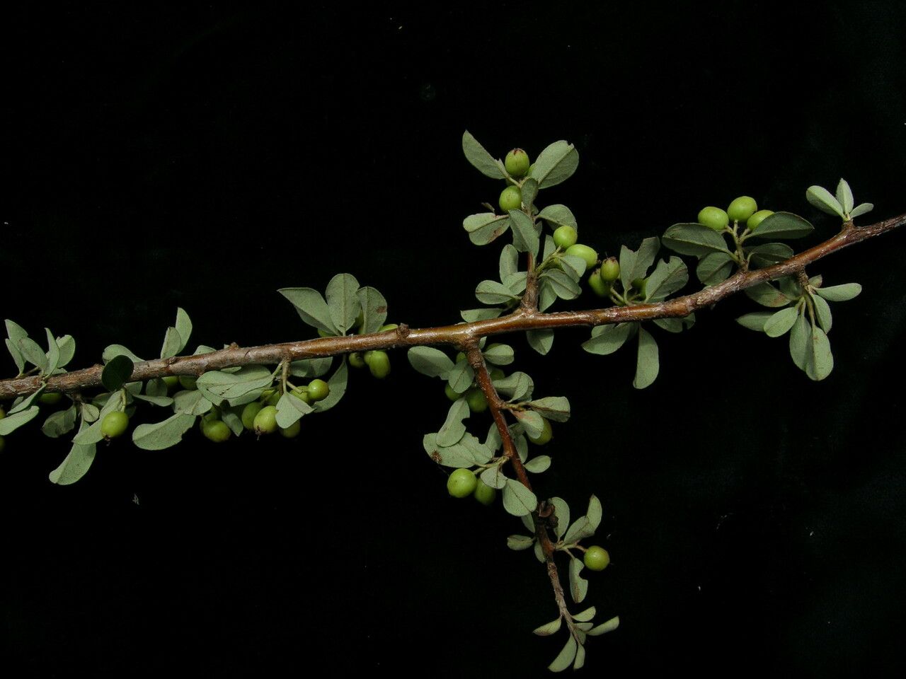 Cotoneaster buxifolius habit