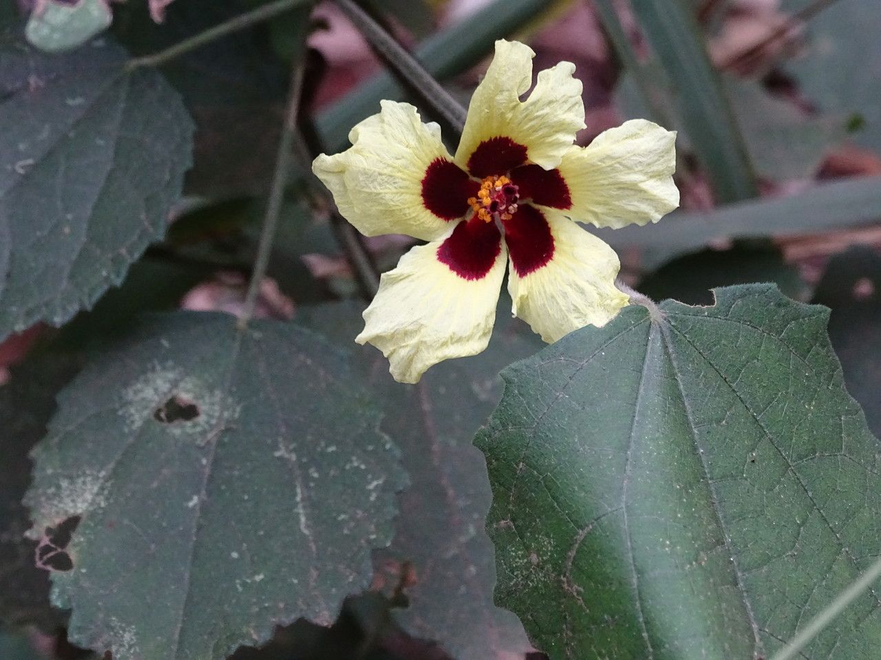 Hibiscus calyphyllus flower