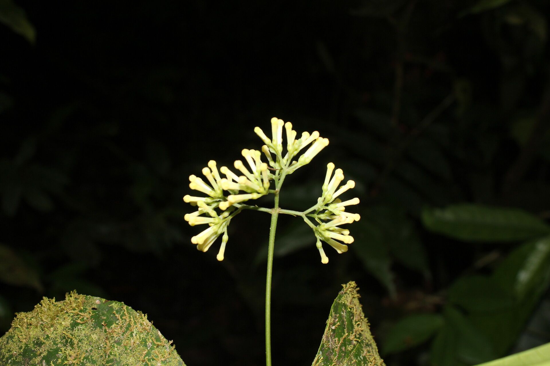 Arachnothryx costaricensis flower