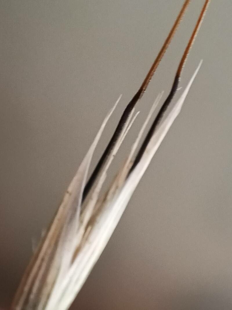 Avena strigosa flower