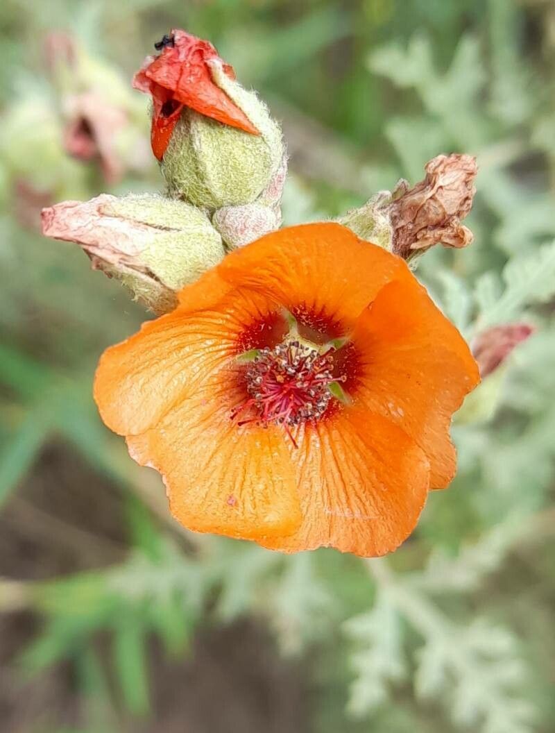 Sphaeralcea australis flower
