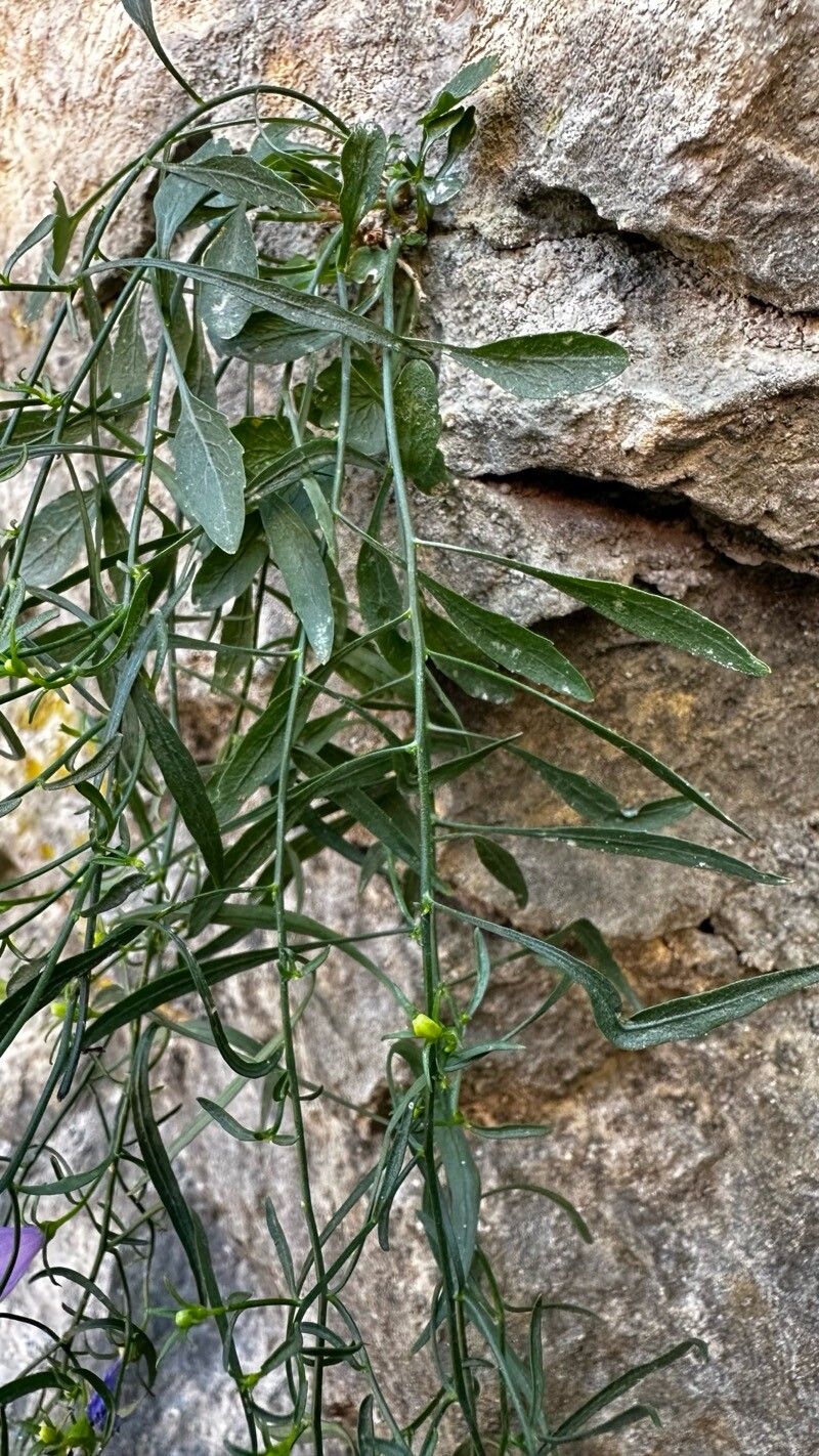 Campanula crassipes — houseplant care guide