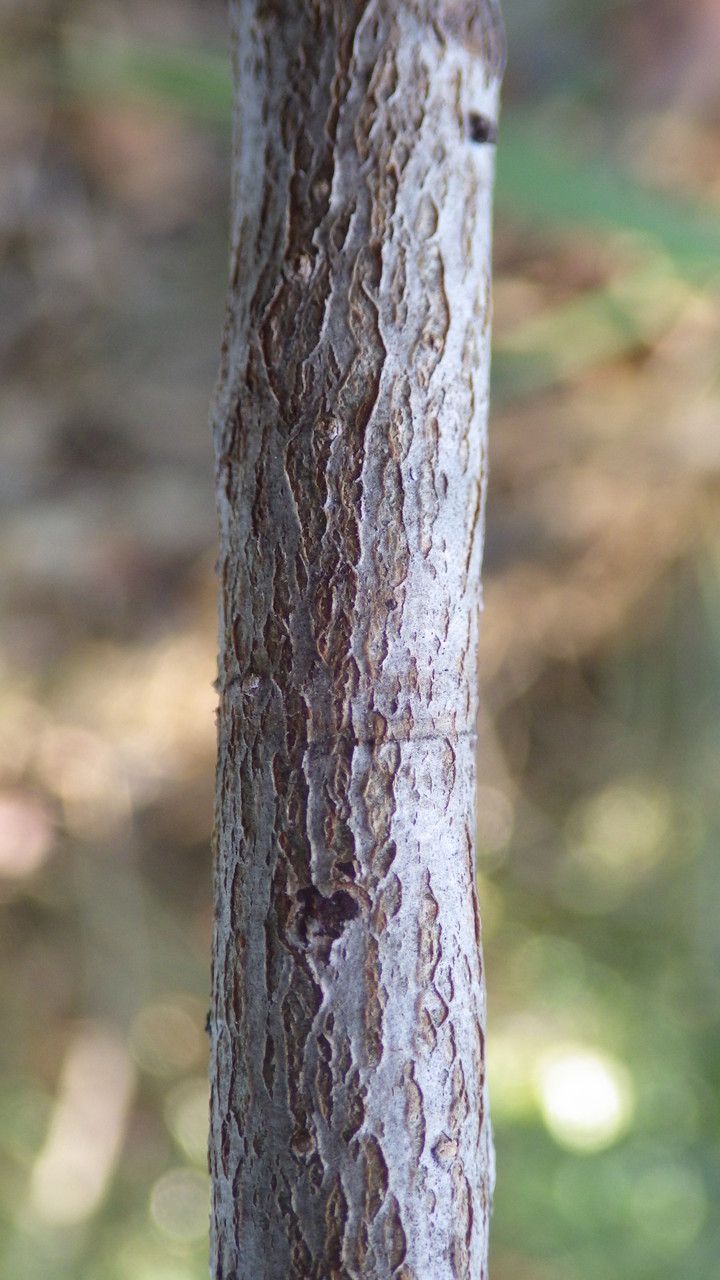 Mimusops petiolaris bark