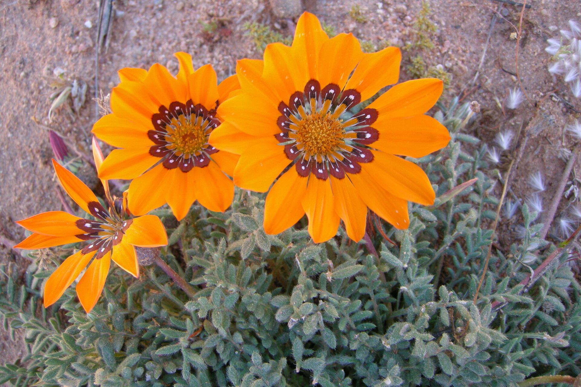 Gazania leiopoda flower