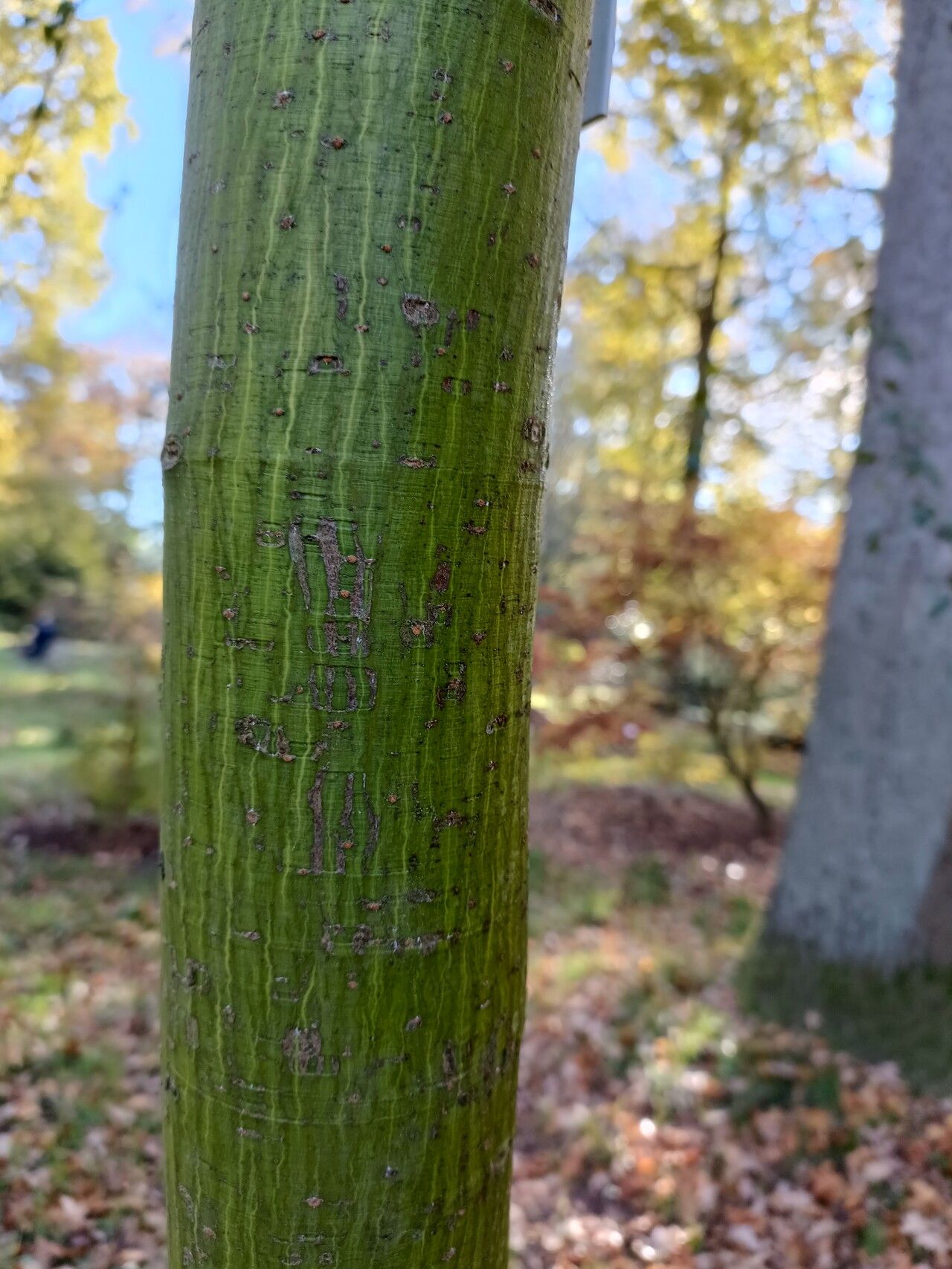 Acer laxiflorum bark