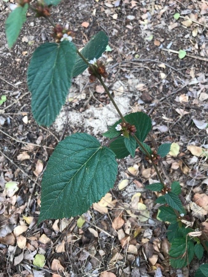 Melochia nodiflora leaf