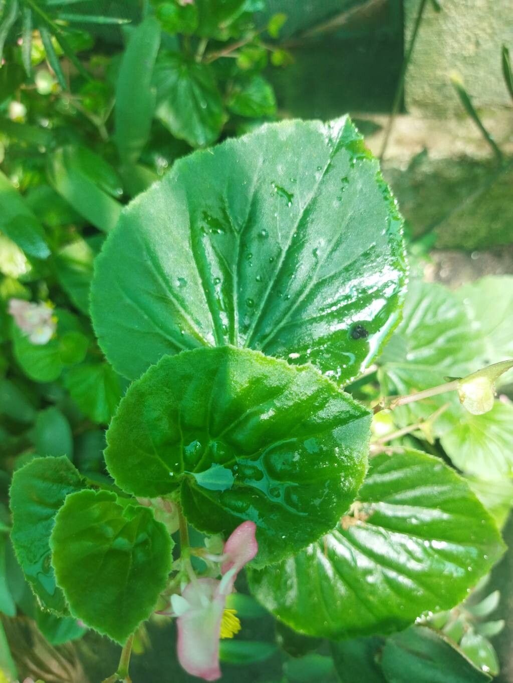 Begonia baronii — houseplant care guide