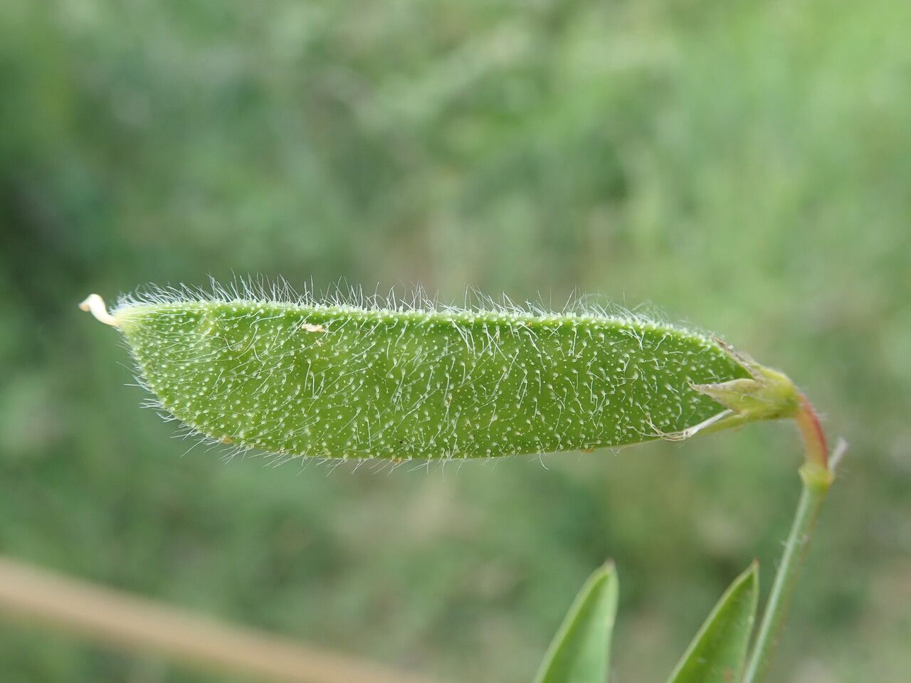 Lathyrus hirsutus fruit
