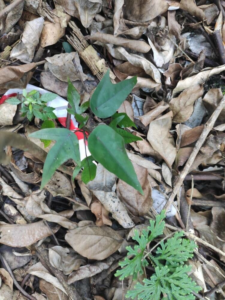 Hernandia mascarenensis leaf