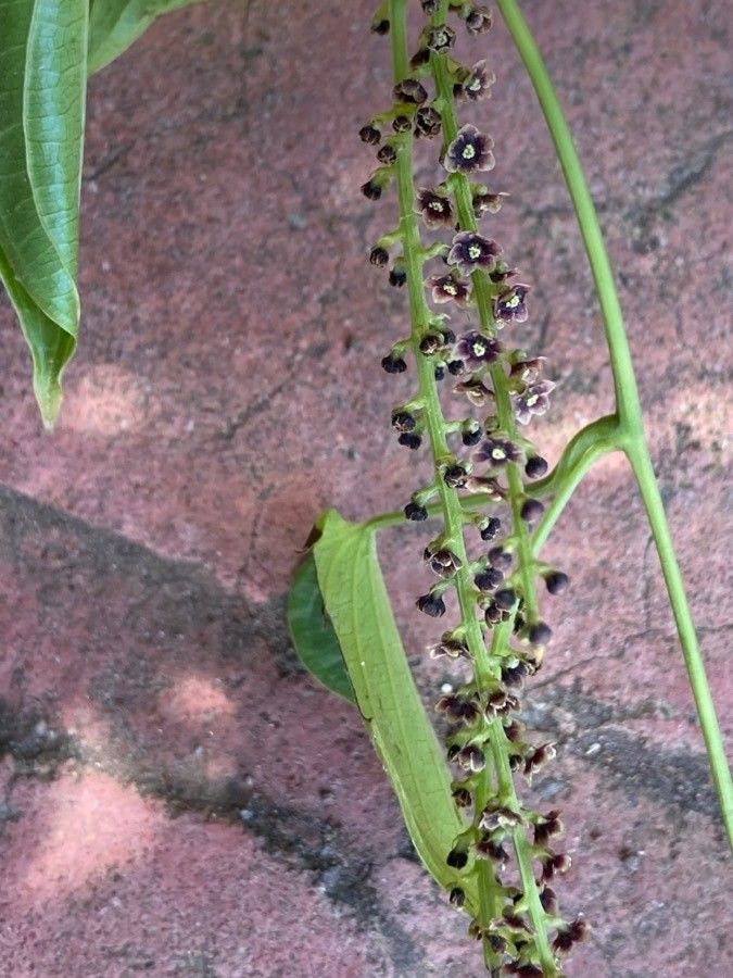 Dioscorea mexicana flower