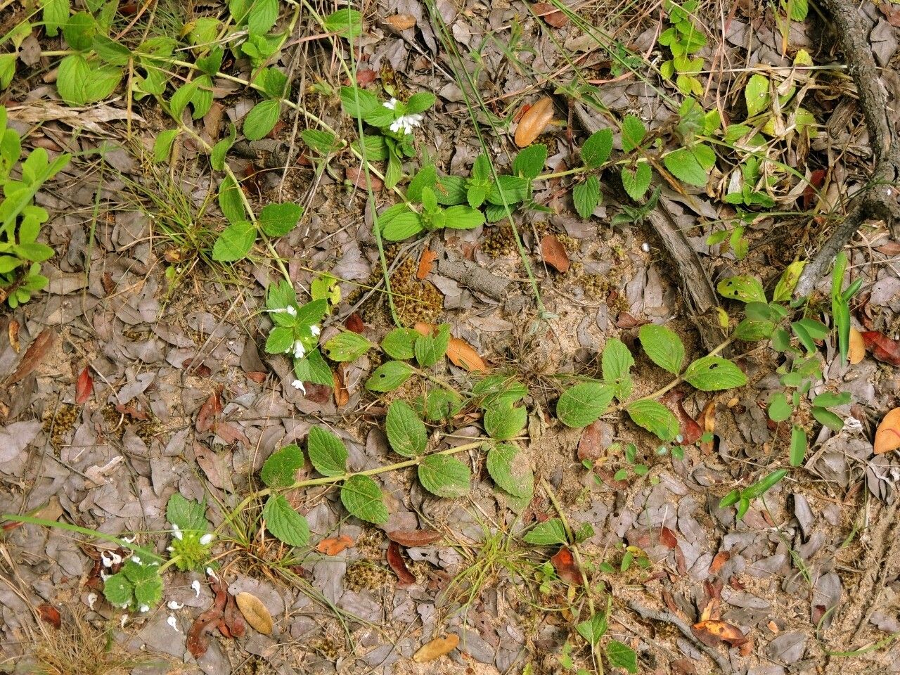Leucas nyassae habit