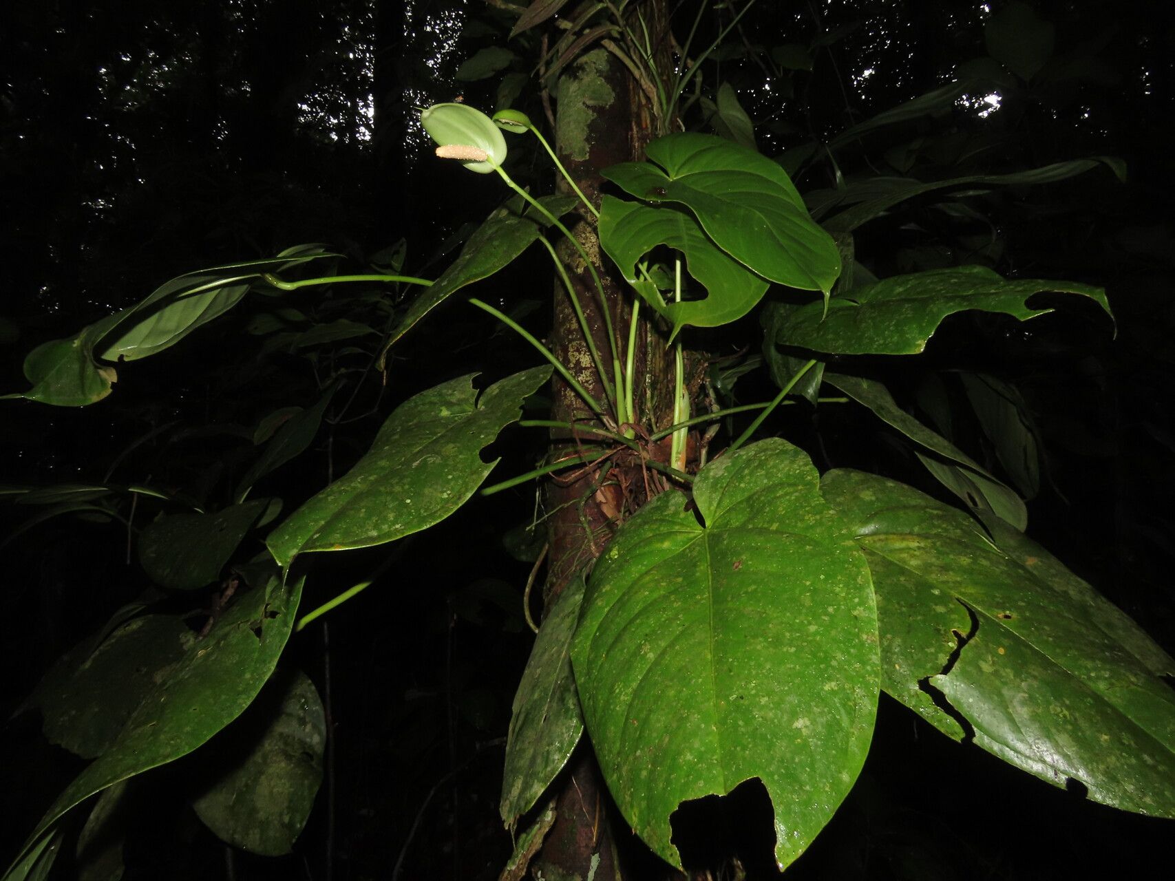 Anthurium cupulispathum — houseplant care guide