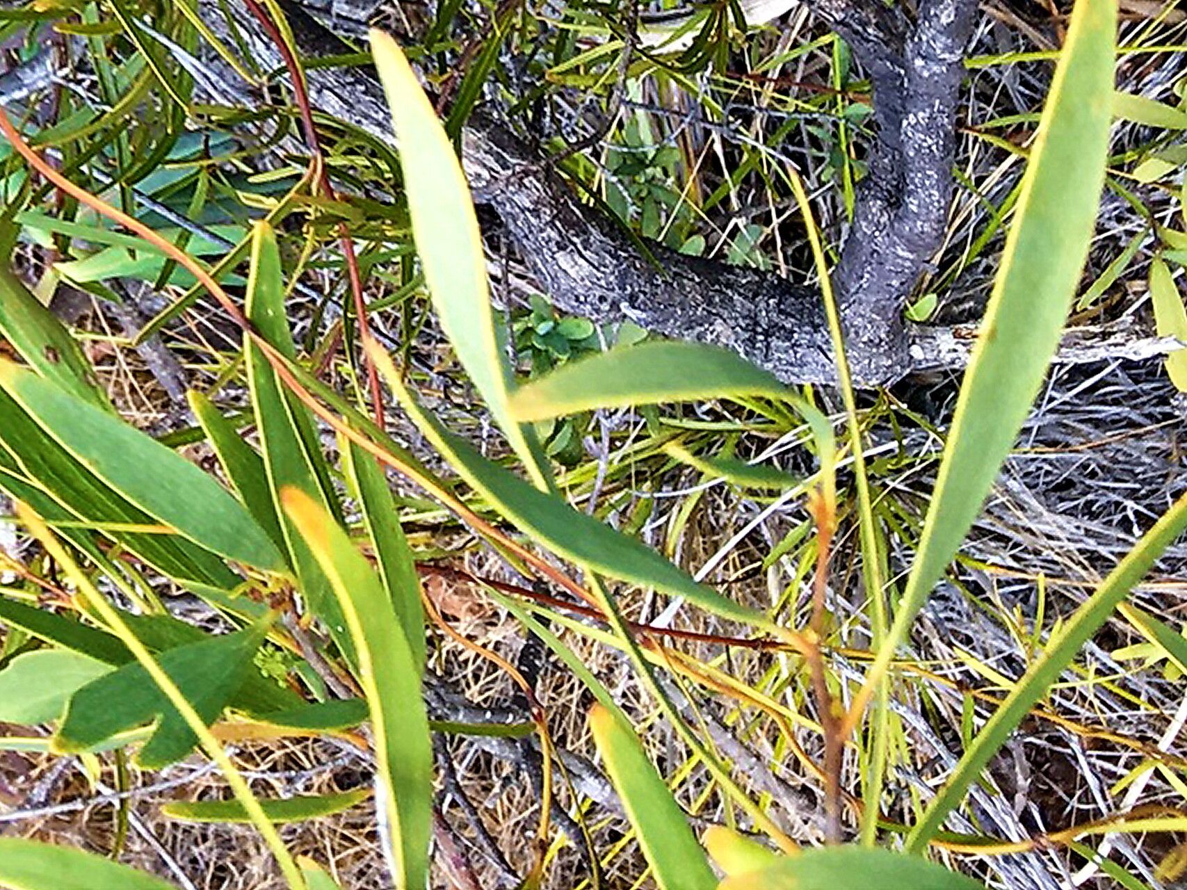 Gynochthodes deplanchei — houseplant care guide