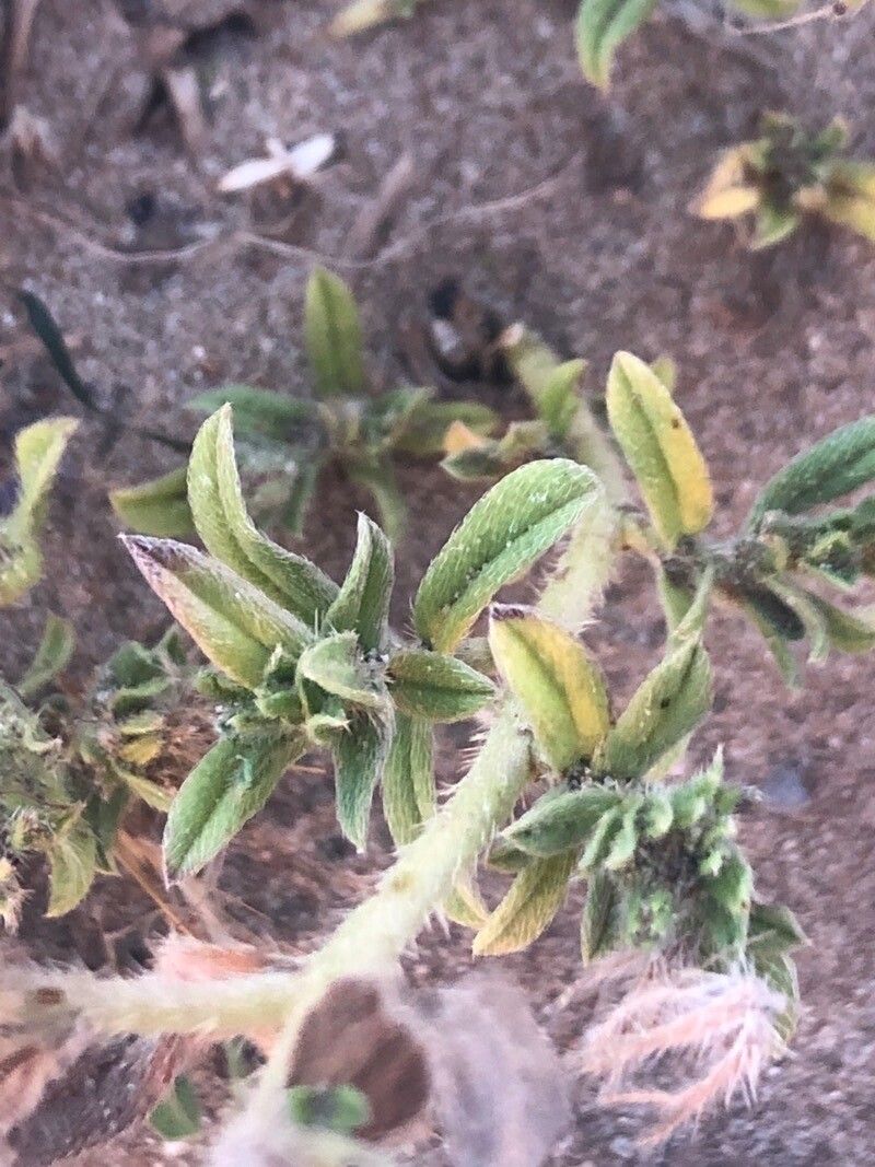 Echium sabulicola — search result for 'France'