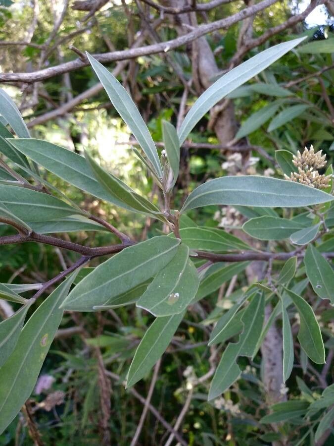 Tessaria integrifolia leaf