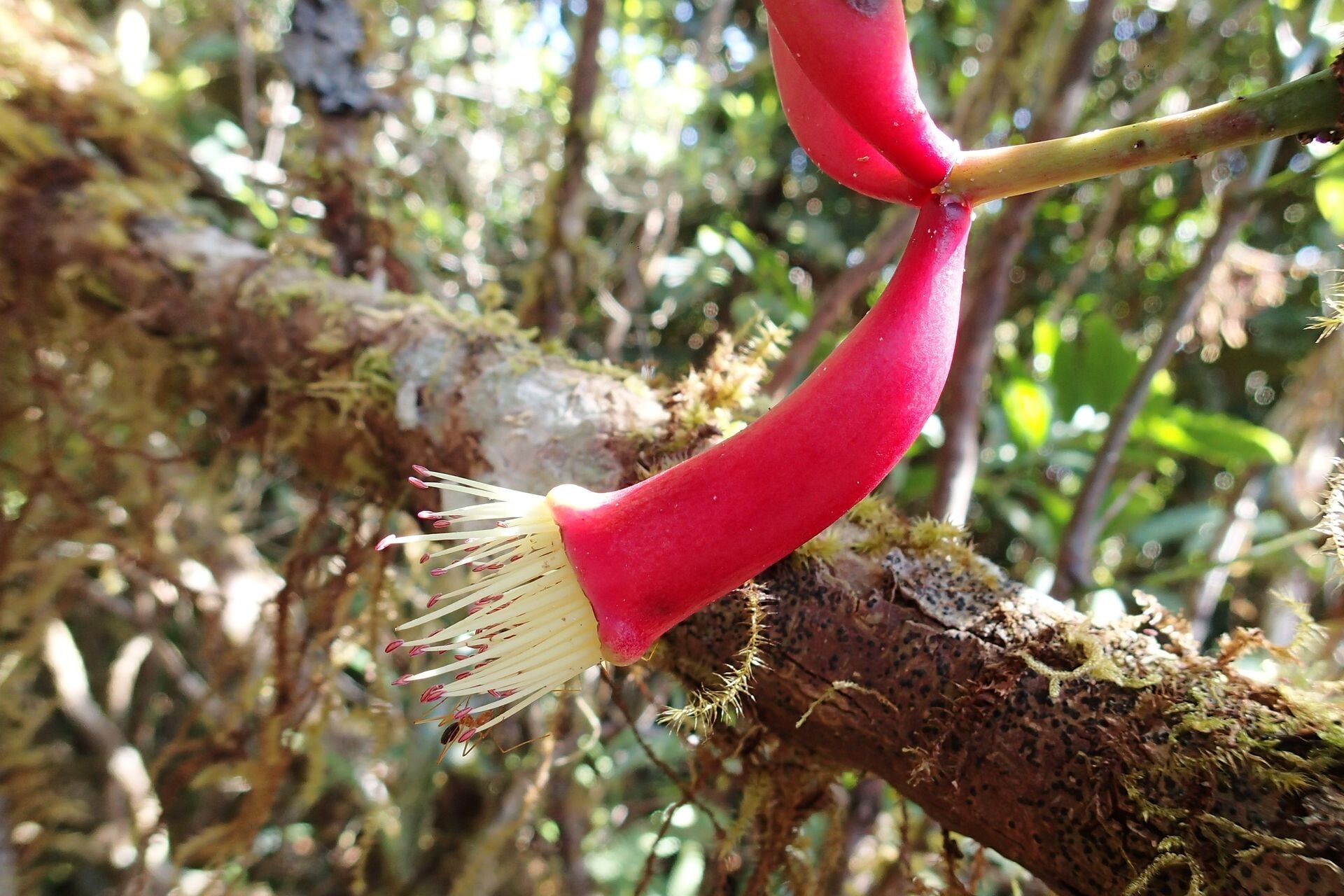 Syzygium neocaledonicum flower