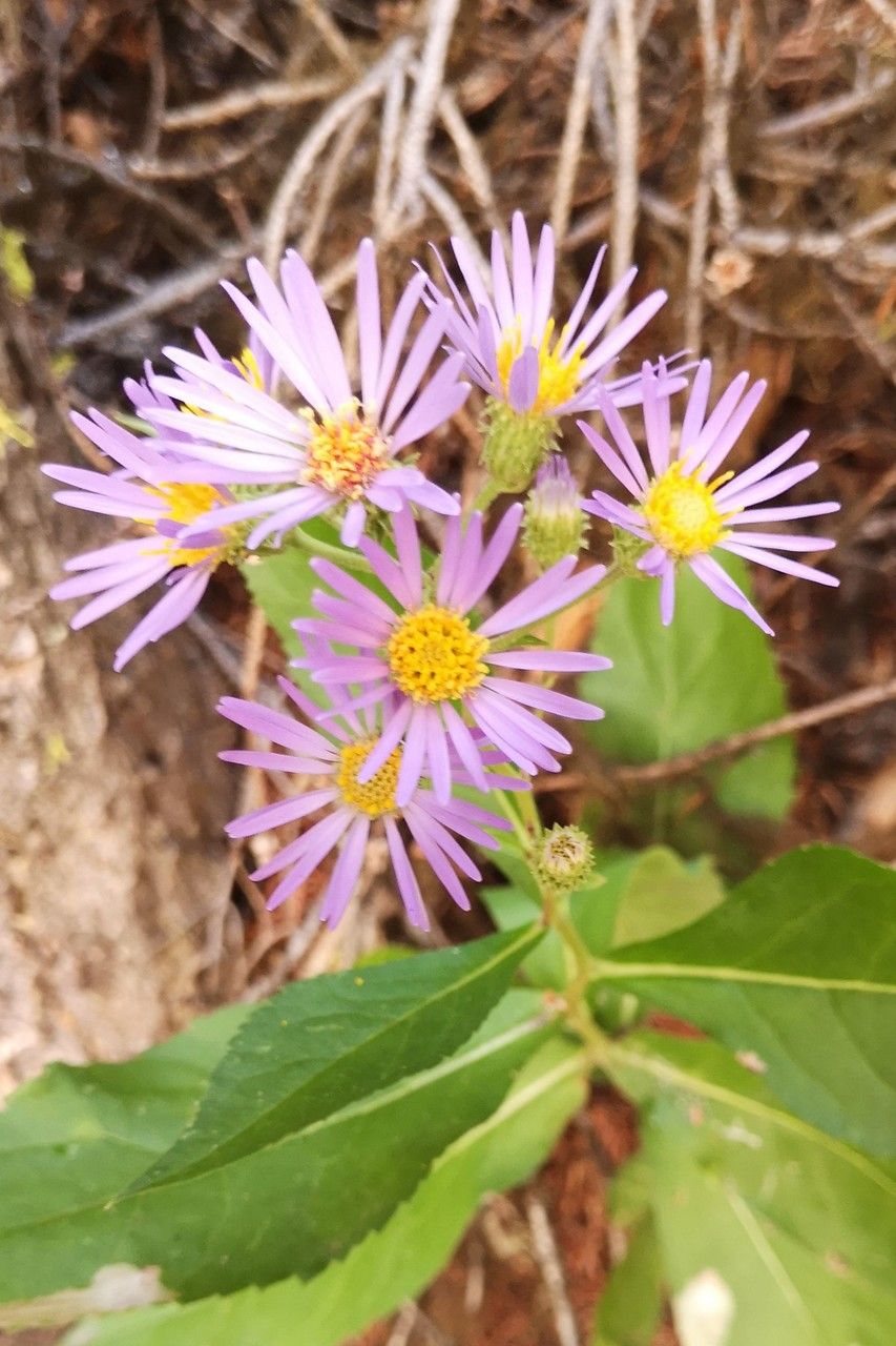 Eurybia conspicua flower