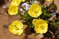 Ranunculus rufosepalus habit