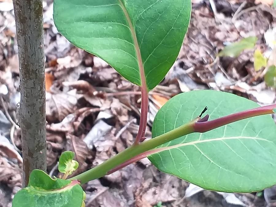 Salix magnifica bark