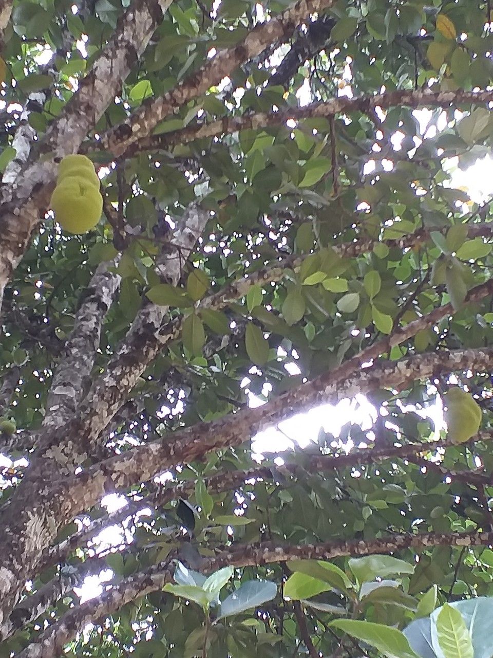 Artocarpus heterophylla fruit