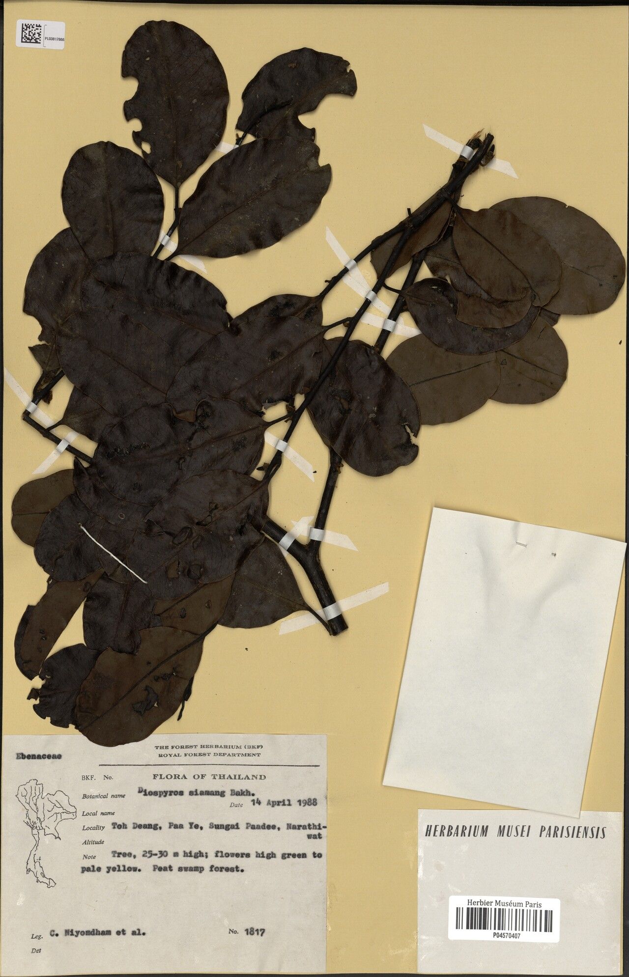 Diospyros maingayi — houseplant care guide