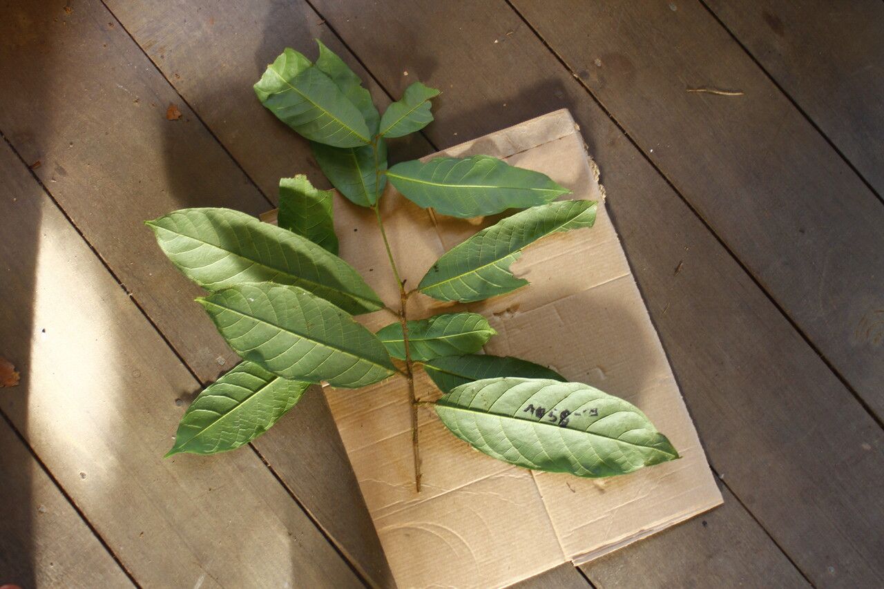 Brosimum amazonicum — related species from the same genus