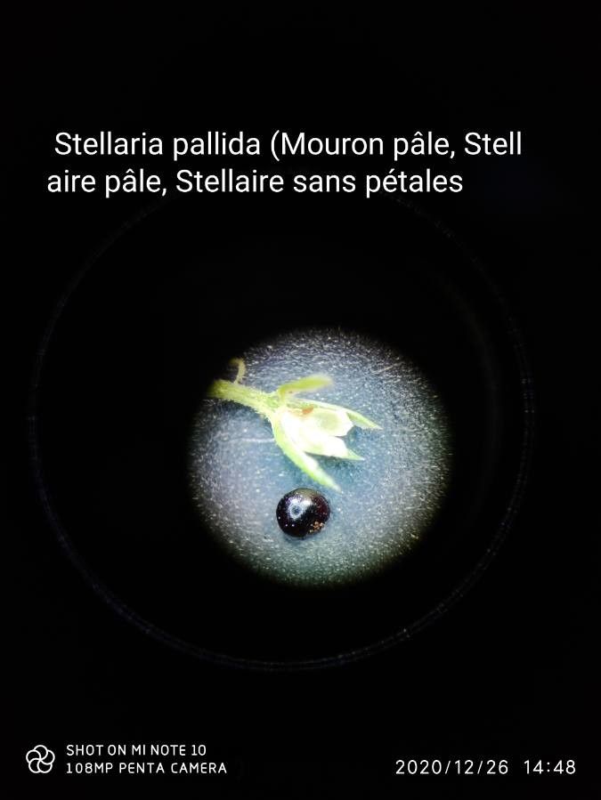 Stellaria apetala fruit