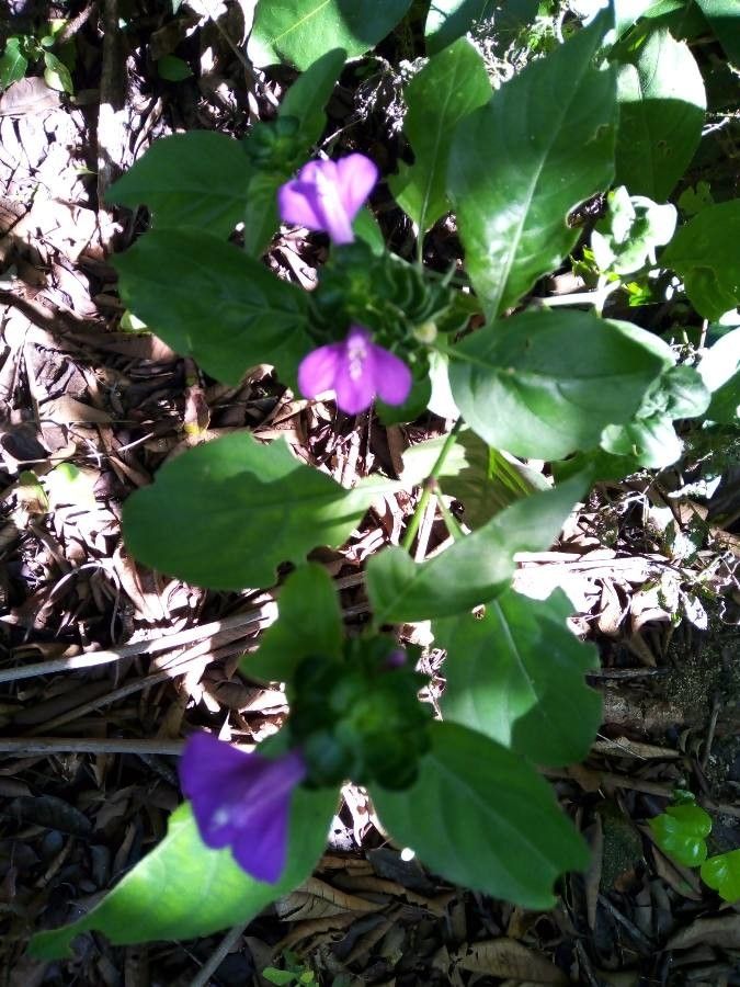 Justicia carthaginensis — search result for 'Justicia'