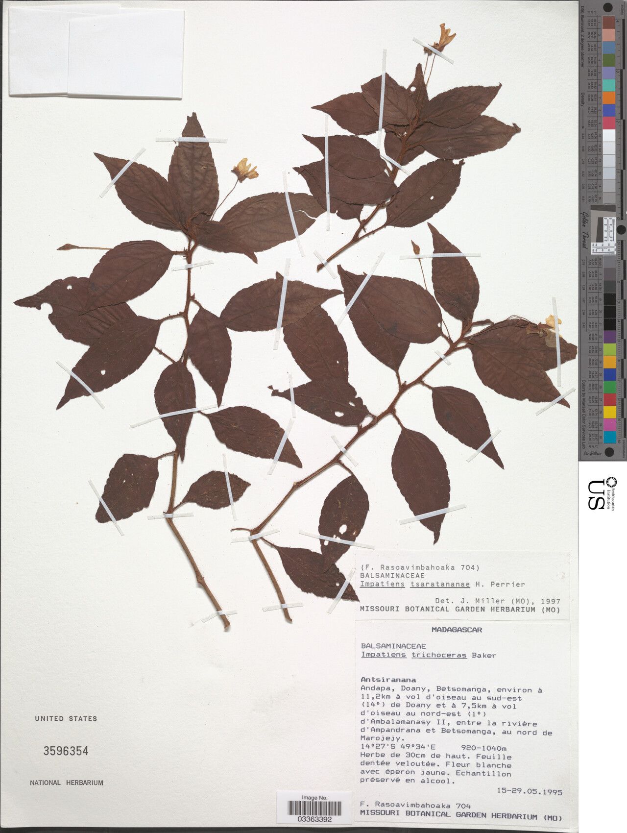 Impatiens tsaratananae — houseplant care guide