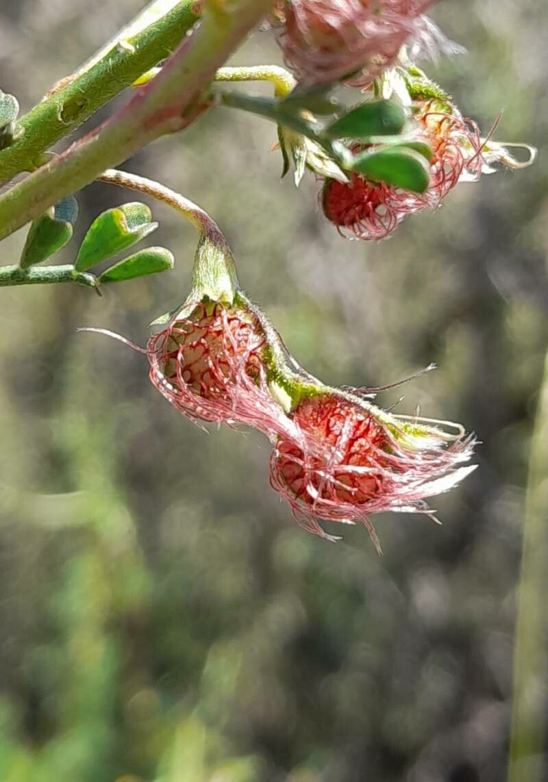 Adesmia guttulifera fruit
